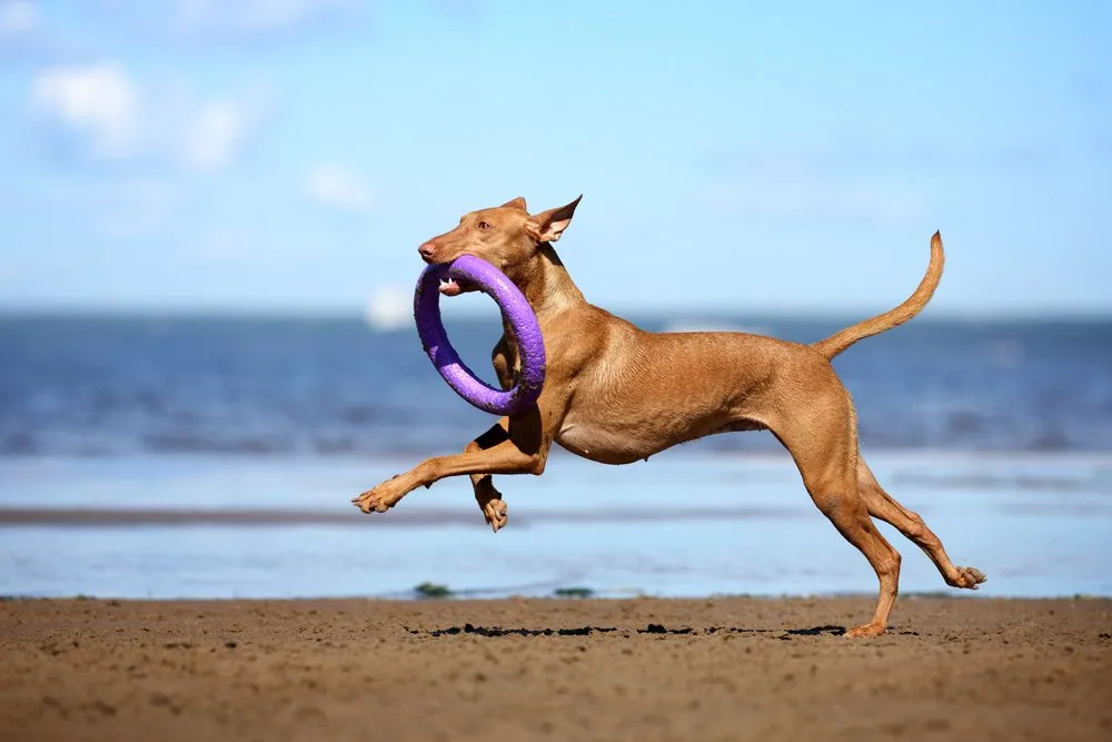 A lively brown dog running on the beach with a purple toy ring in its mouth.