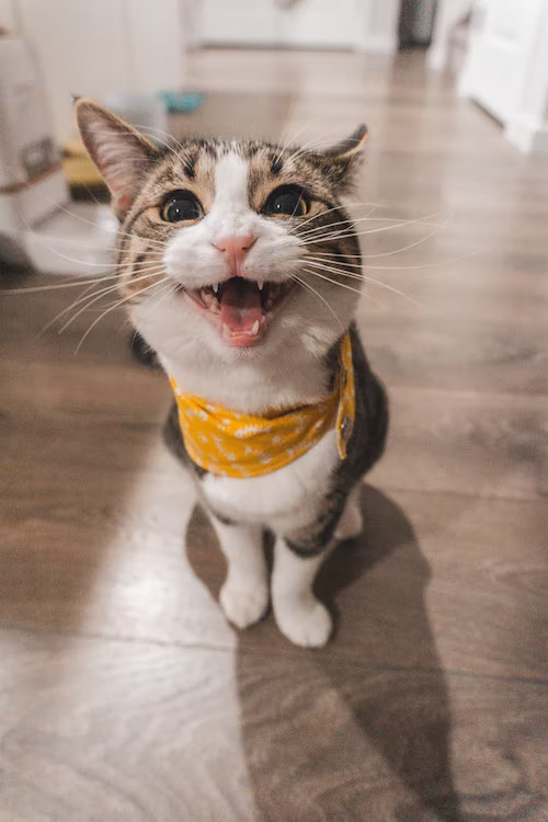 Happy cat with a yellow bandana around its neck, standing on a wooden floor and looking up with an open mouth.