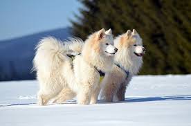 Two Samoyed dogs standing together in a snowy field, looking alert and focused.