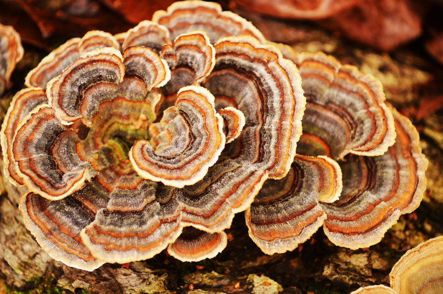 Close-up of Turkey Tail mushrooms growing in fan-like layers on a tree, known for immune support and gut health benefits