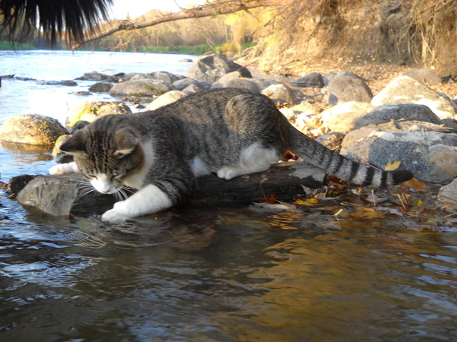 A curious cat crouching by a rocky riverside, reaching out to paw at the water