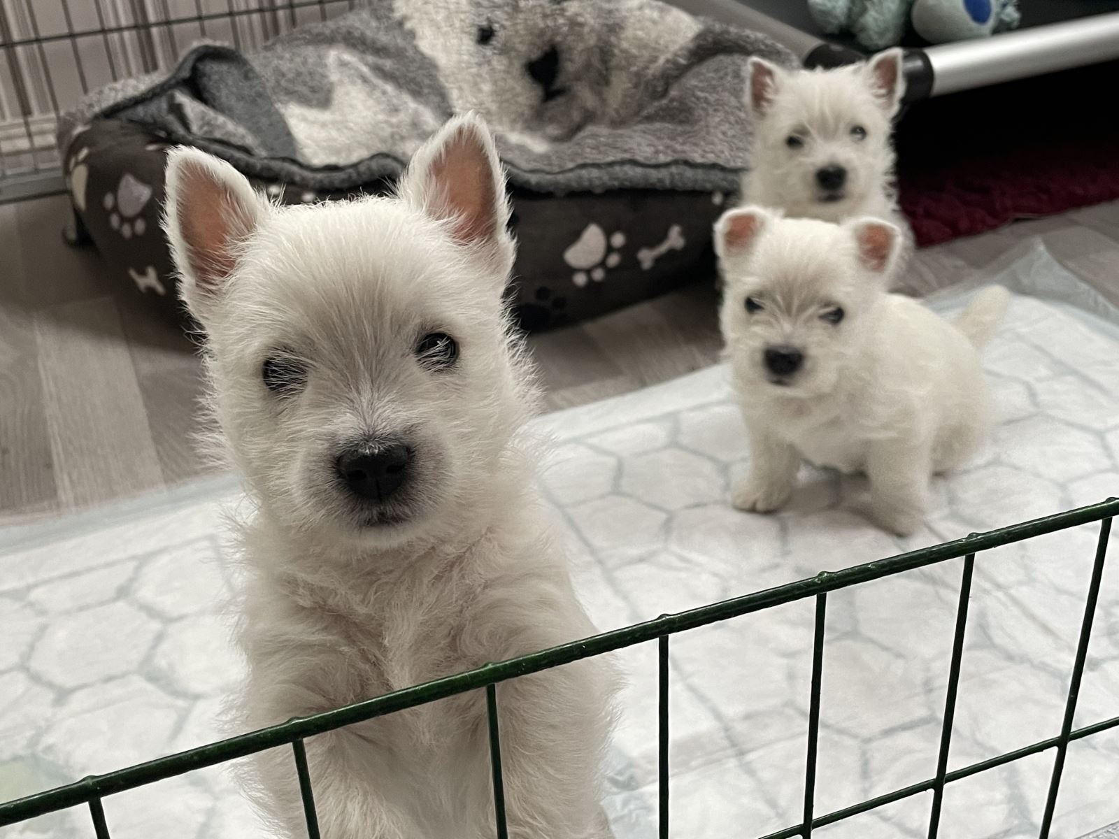 Three adorable Westie puppies in a playpen, with one standing at the front and two sitting in the background.