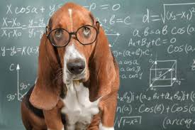 Basset hound dog wearing glasses in front of a chalkboard filled with math equations.