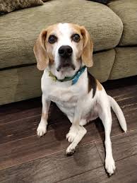 Beagle dog sitting on a wooden floor in front of a green couch, looking up with a curious expression.