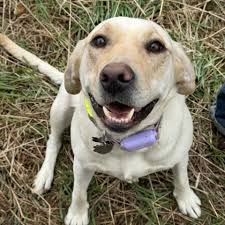 Bella, a senior Labrador, resting with her owner and shiitake mushroom supplements nearby to support her cancer treatment.