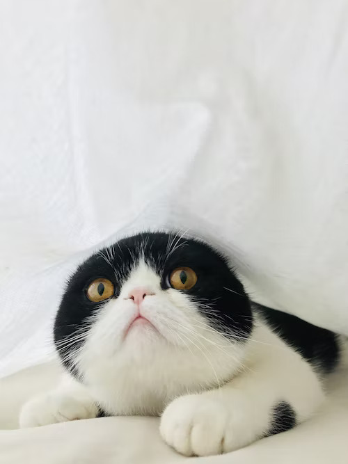 Black and white cat with large yellow eyes peeking out from under a white blanket.