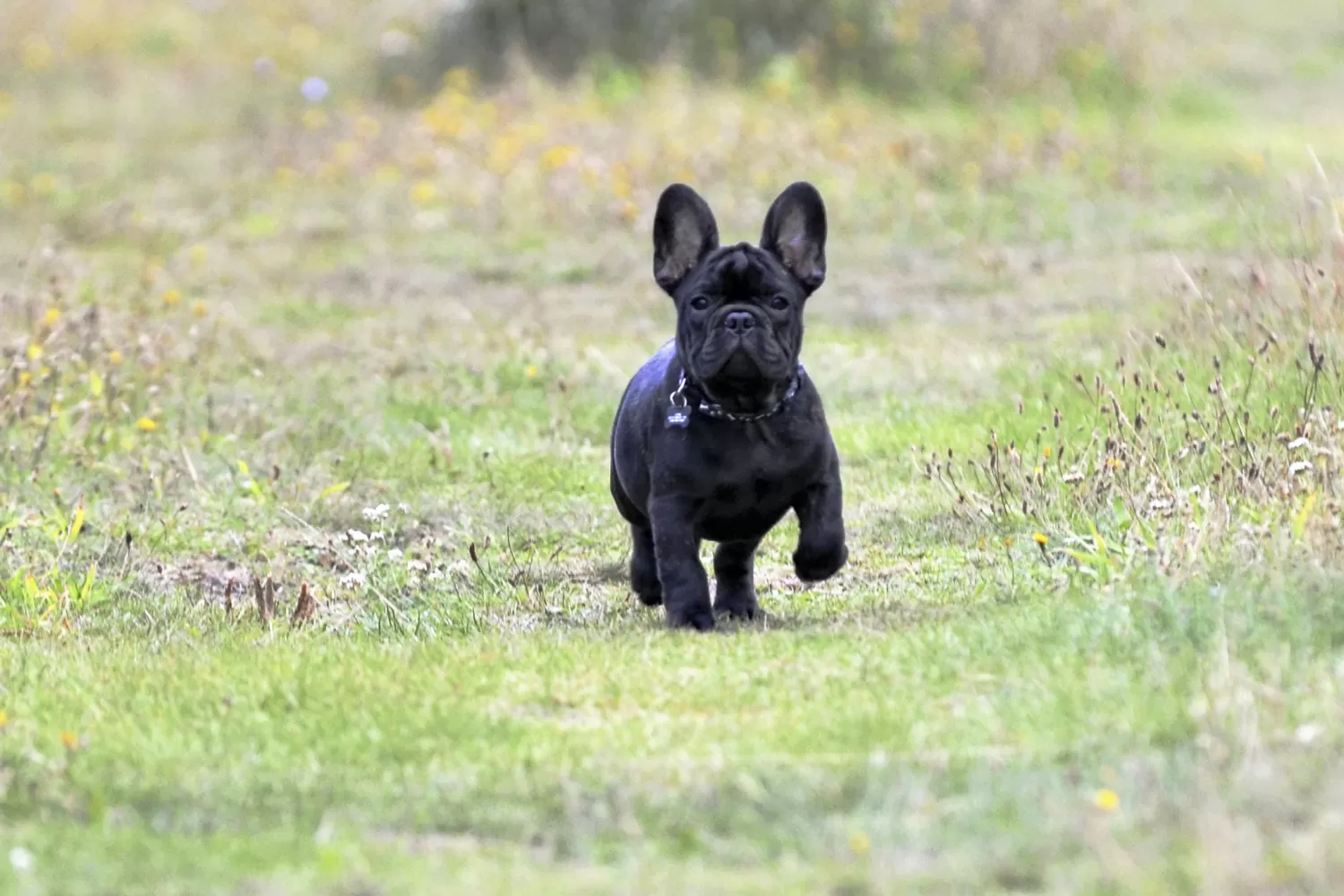 A black French Bulldog running through a grassy field with a determined expression.