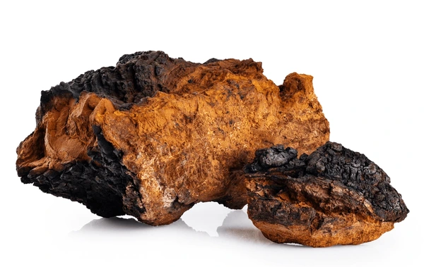 Chaga mushroom pieces isolated on a white background.