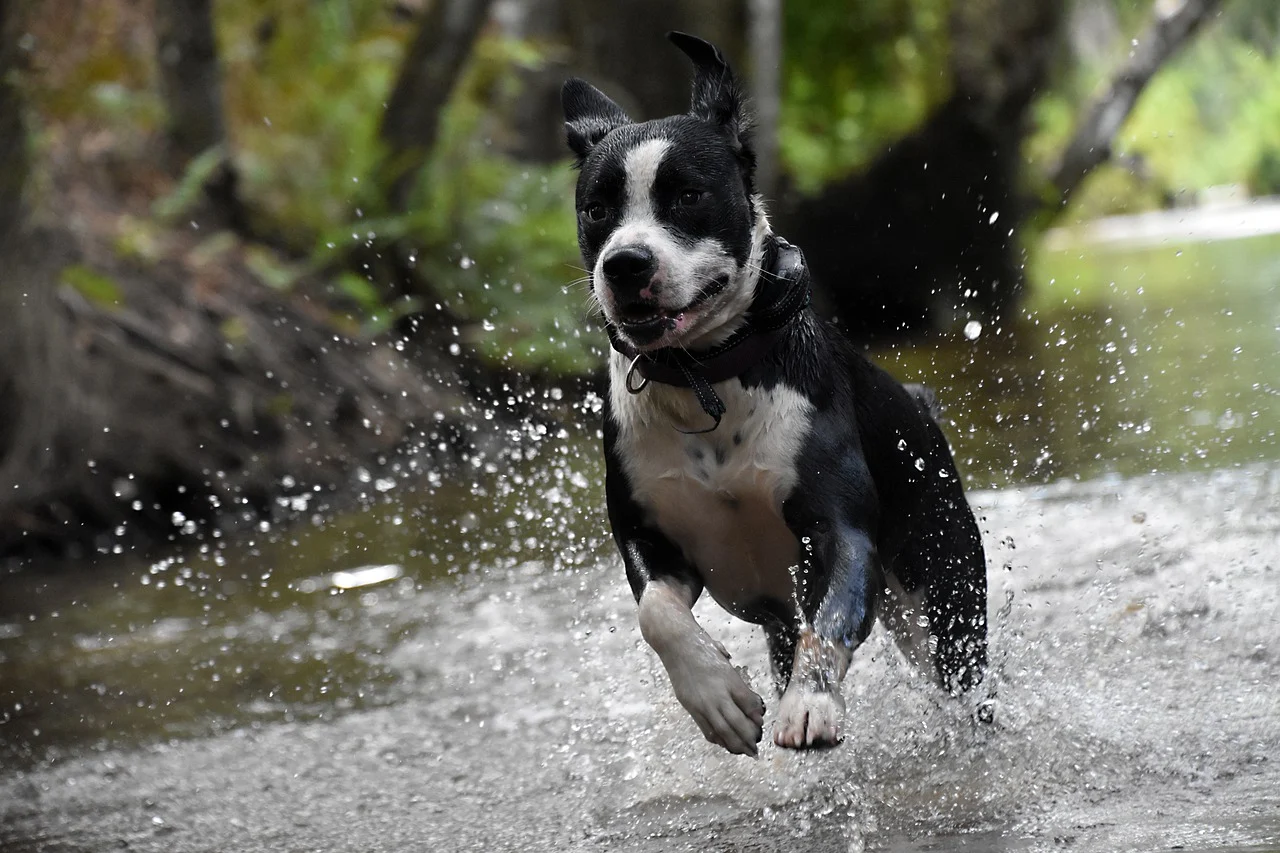 A joyful dog jumps high in the air, full of energy and excitement!