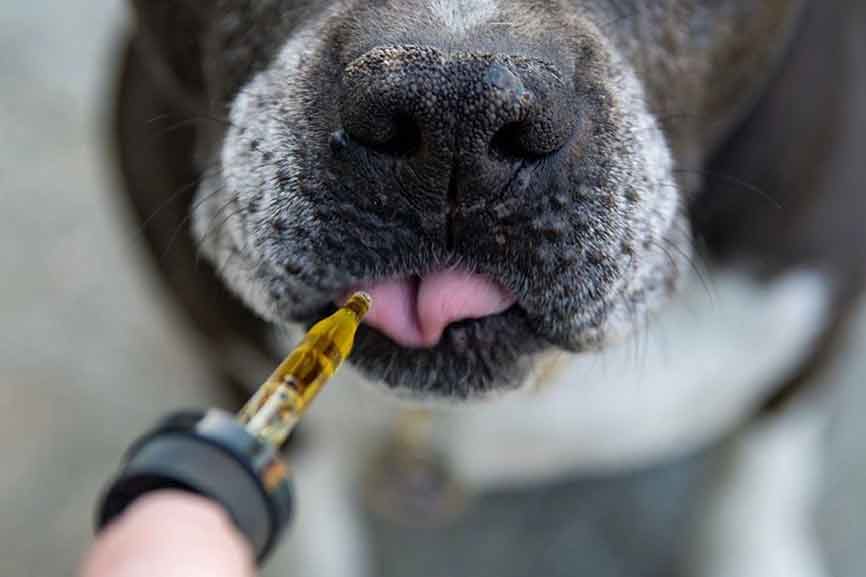 Close-up of a dog receiving a health supplement tincture on its tongue.