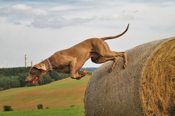 An energetic dog leaping over a large hay bale in an open field.