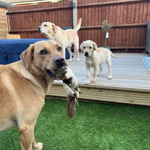 Three Labradors playing outdoors, with one holding a toy, on a green lawn near a wooden deck.