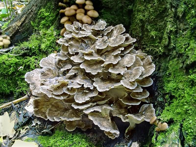 Maitake mushroom growing at the base of a tree in a lush forest, surrounded by green moss and foliage.