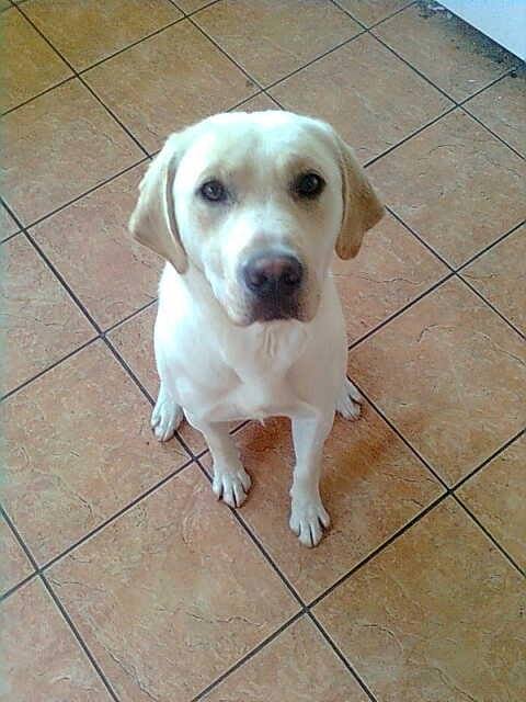 A Labrador Retriever sitting on a tiled floor, looking up with a calm expression.