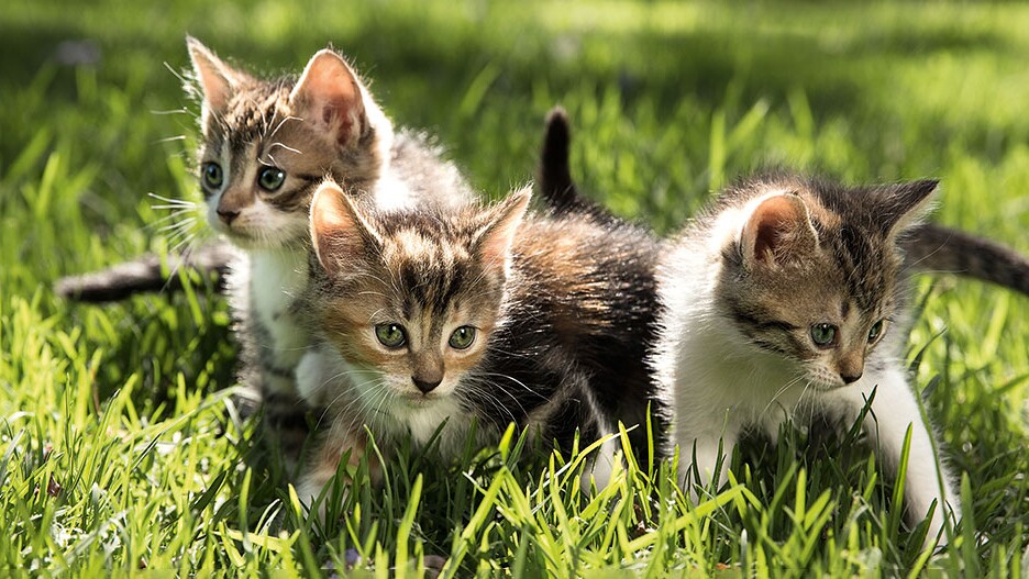 Three playful kittens exploring the grass outdoors on a sunny day.