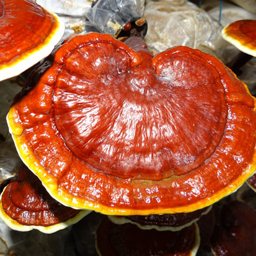 Close-up of a vibrant red Reishi mushroom with a shiny, smooth surface, growing on a log.