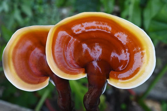 Close-up of vibrant Reishi mushrooms, known for stress relief and immune support.