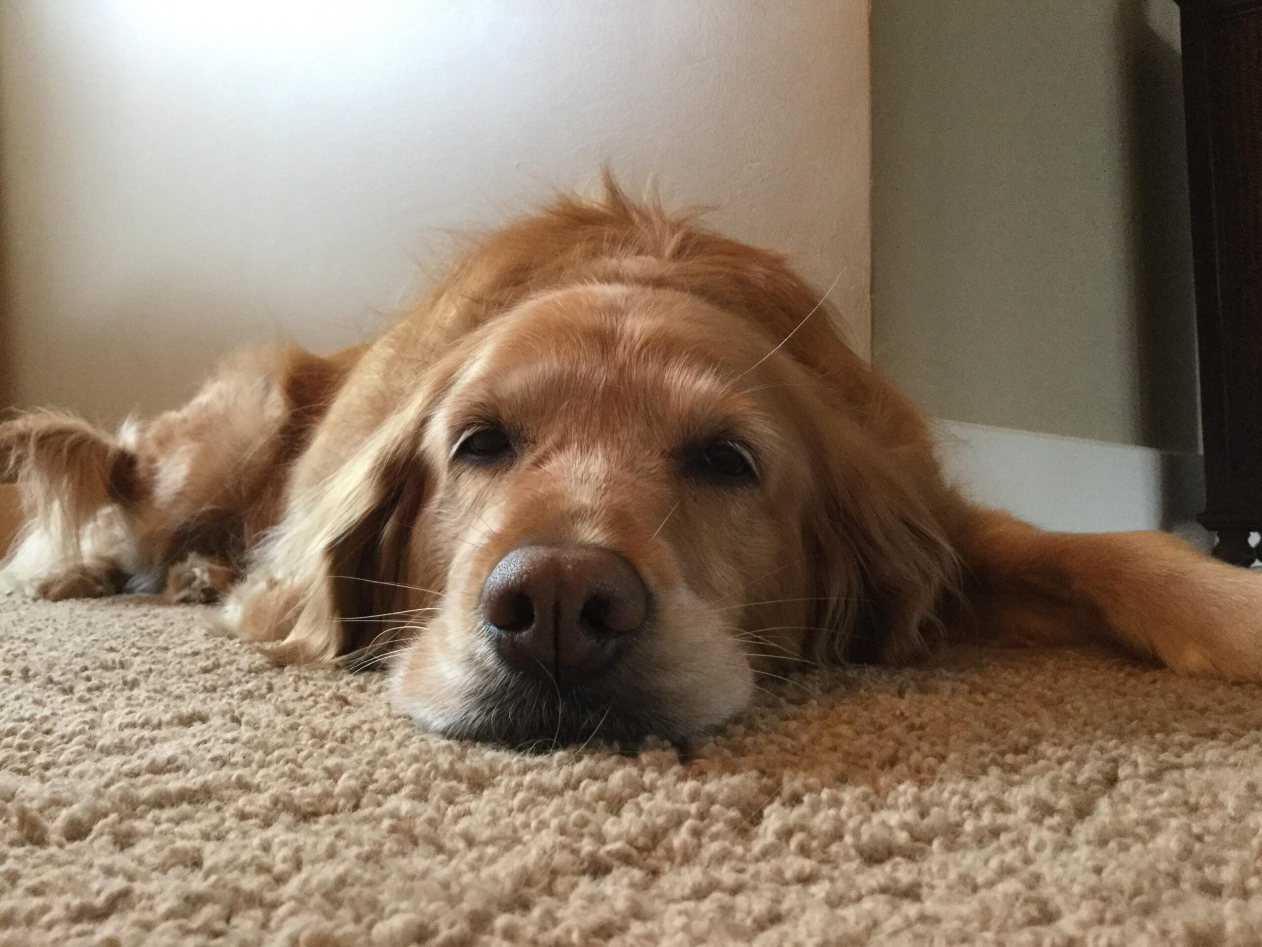 A senior Golden Retriever lying comfortably on a carpet, with a relaxed expression.