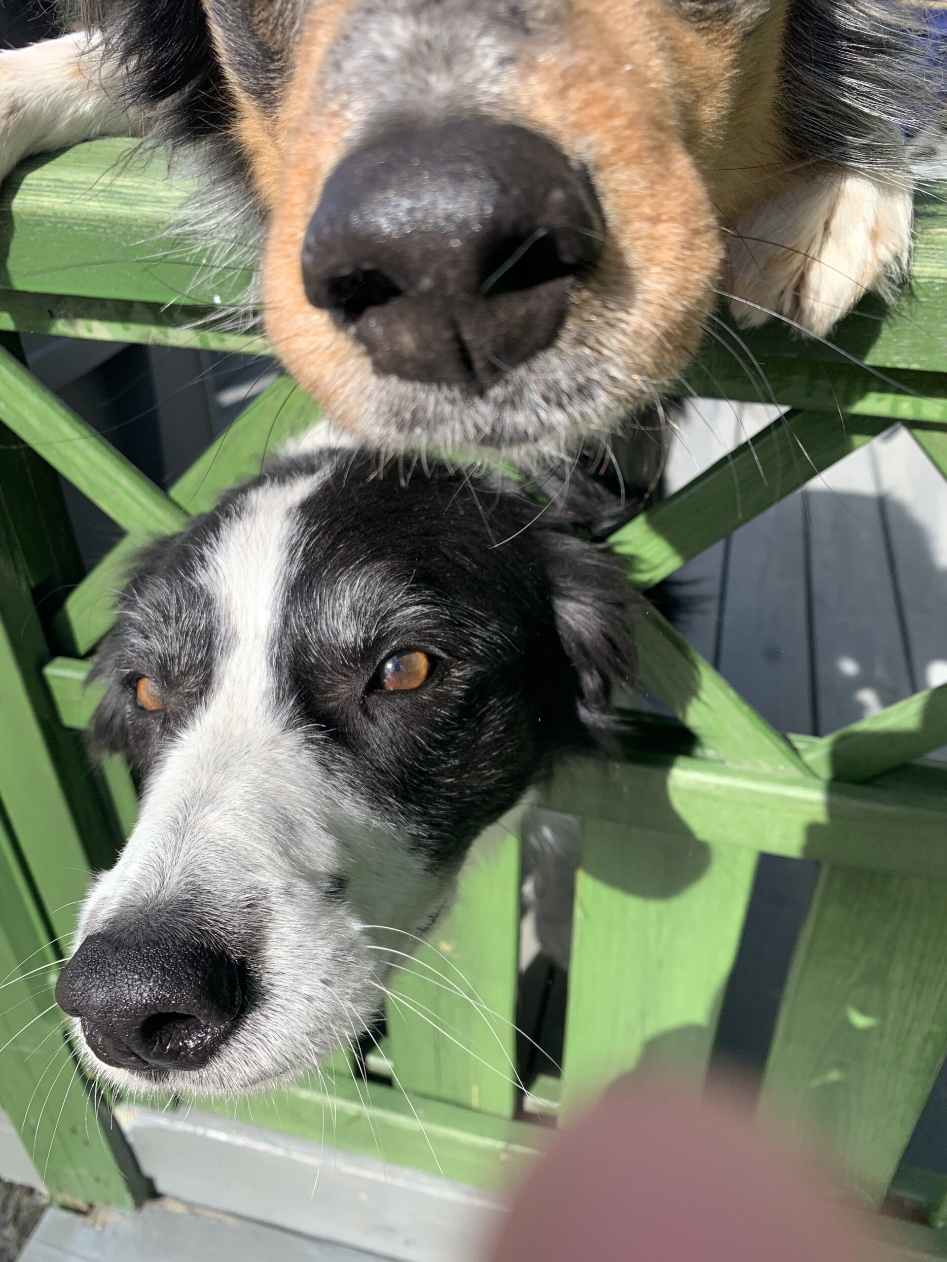 Two dogs peeking through a green fence, with close-up shots of their faces.