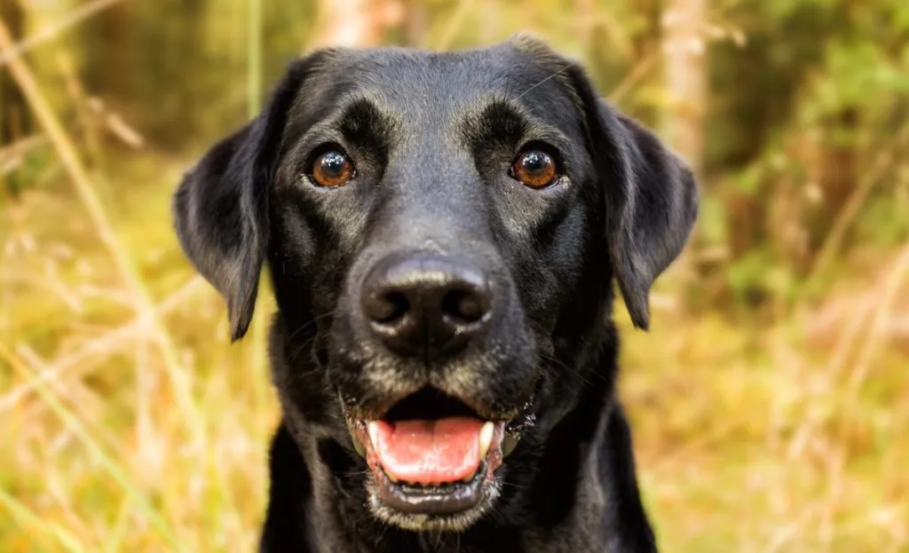 Close-up of a happy black Labrador Retriever outdoors in a natural forest setting.